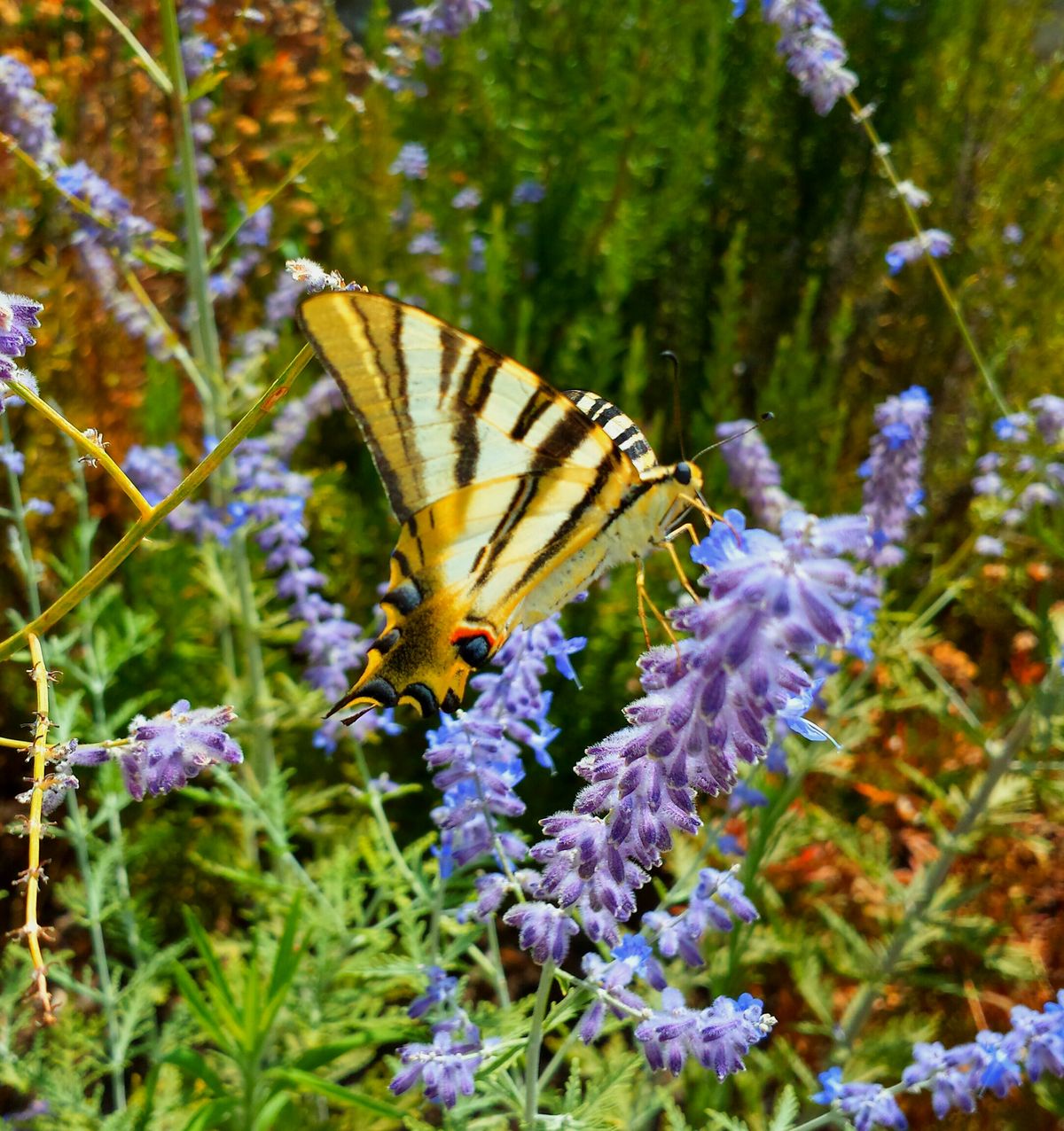 La naturaleza es vida y muestra toda toda su expresividad a través de su belleza y sus colores. 