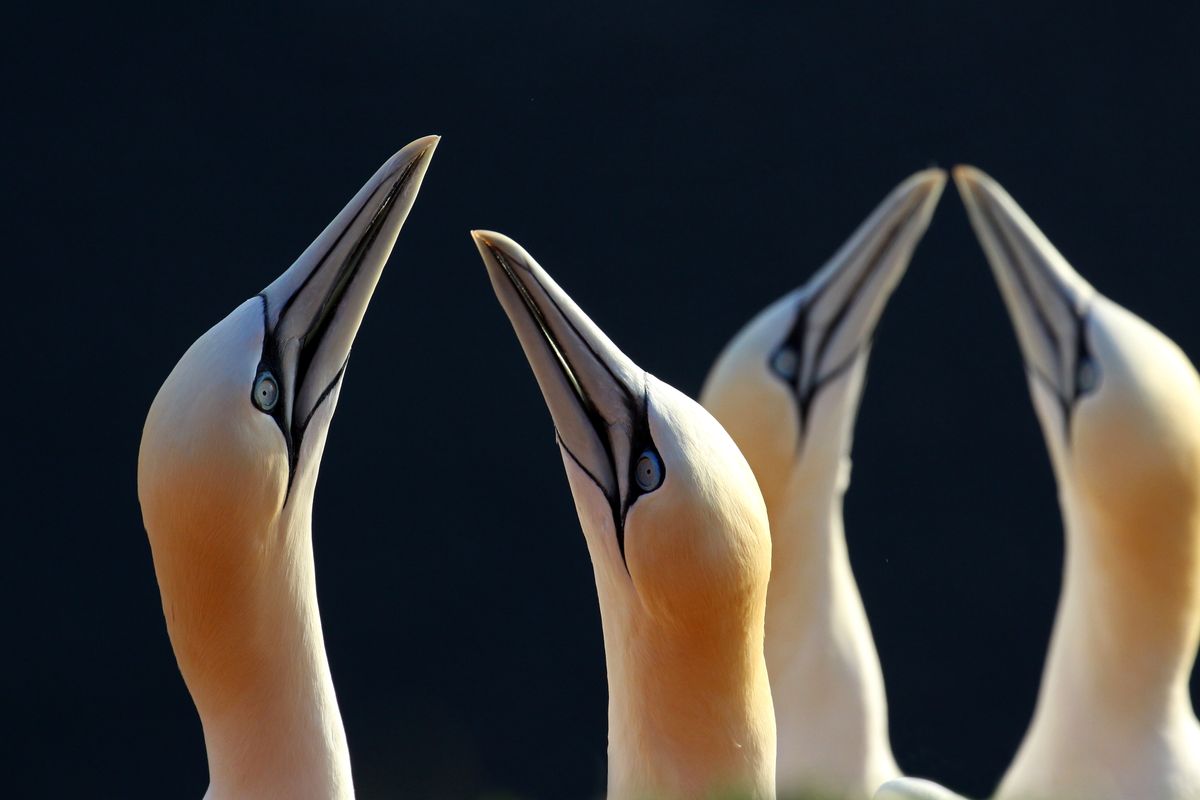 Gannets at Helgoland