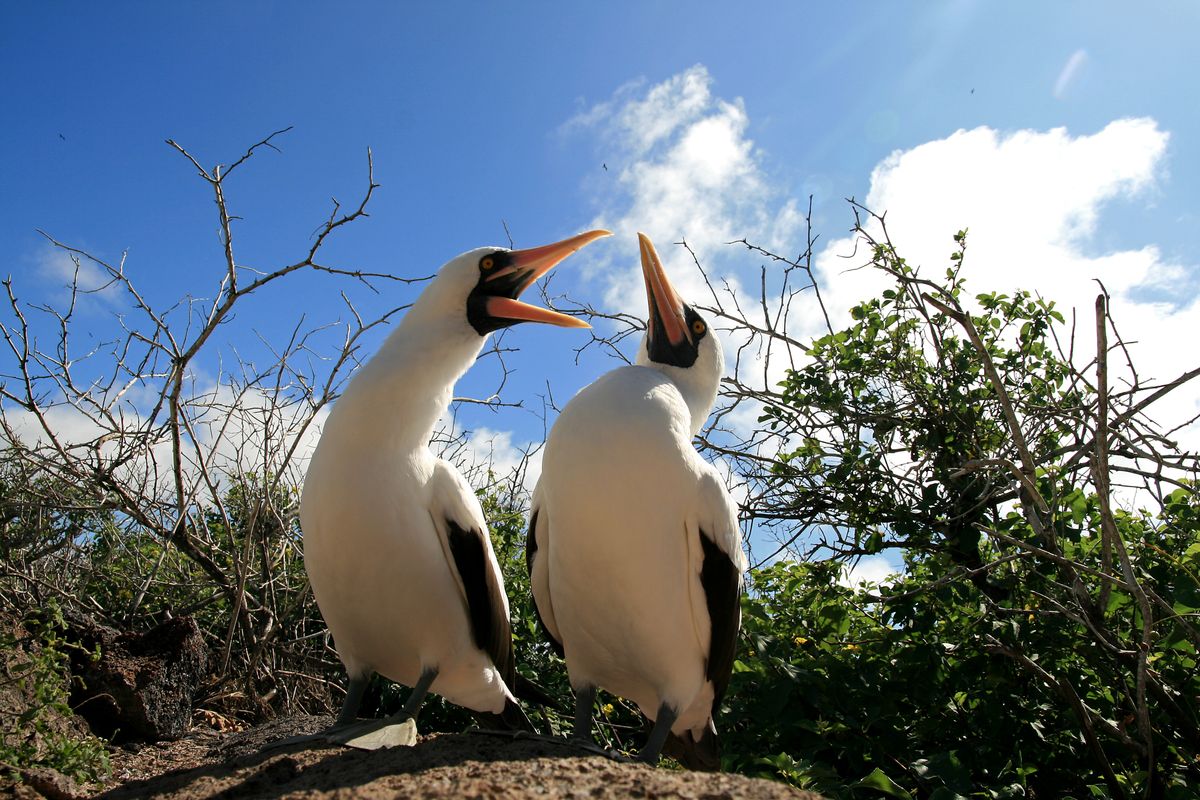 Masked Boobies