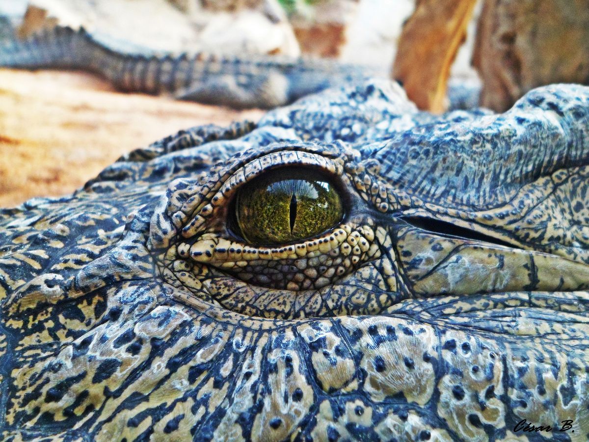 Mirada de cocodrilo