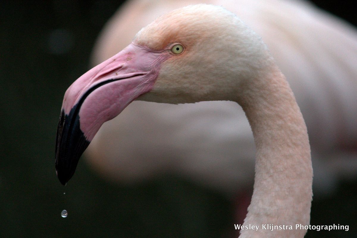 A portrait of a flamingo with a drop from the beak