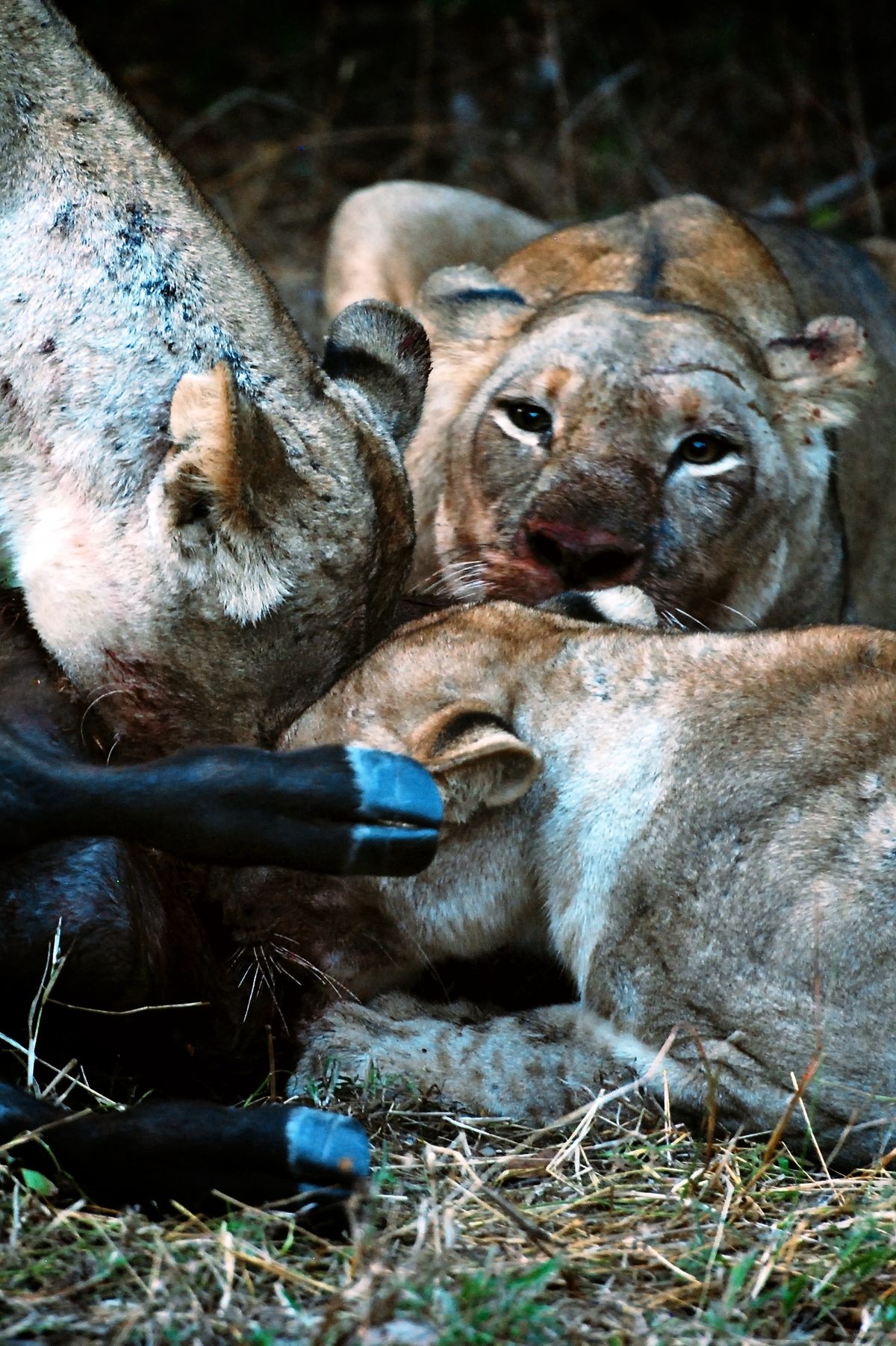 Dinnertime in South-Luanga - 2