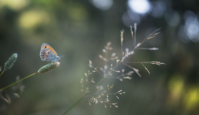 SWPA Jan Main option 1.jpg SWPA Jan Main option 1.jpg