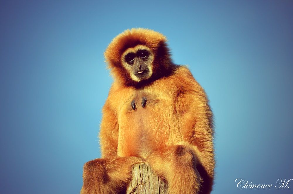 quand douceur se mêle au regard de la vie sauvage. Quand nature rime avec sensibilité.