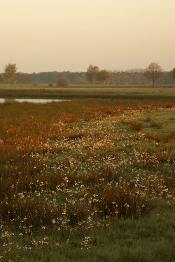 Castelrese heide