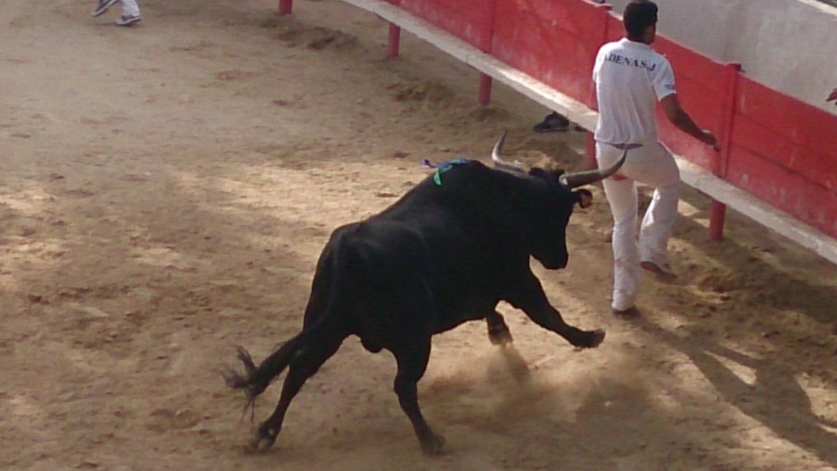 La course camarguaise et ses traditions dans le sud de la France