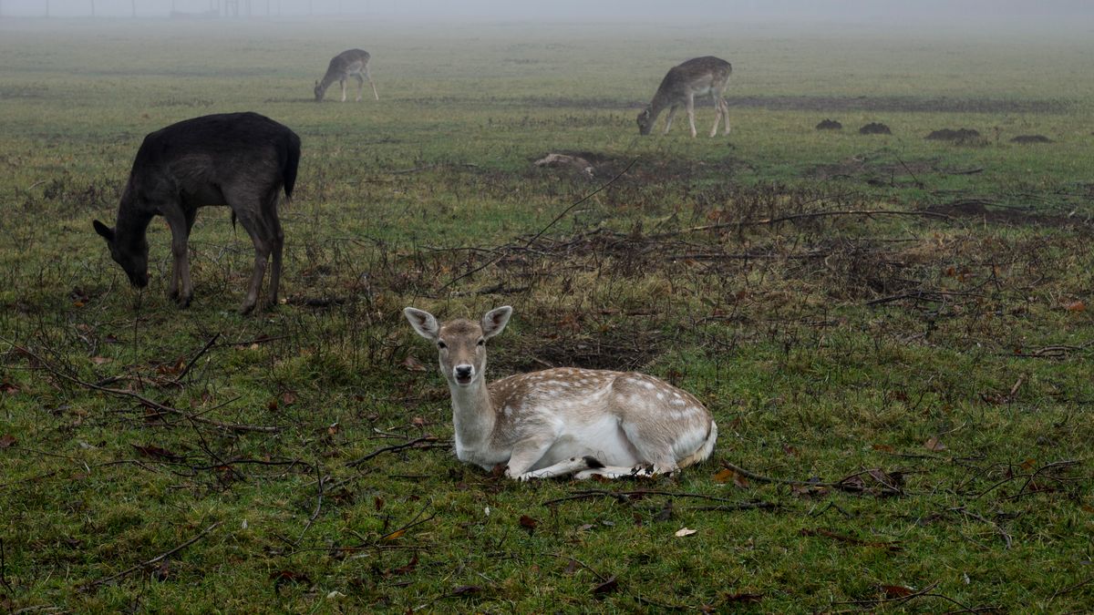 In der Kalten Jahreszeit gibt es im Lainzer Tiergarten in Wien nicht viel zu tun.