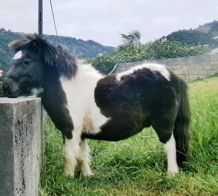 A foal from Azores Islands / Portugal