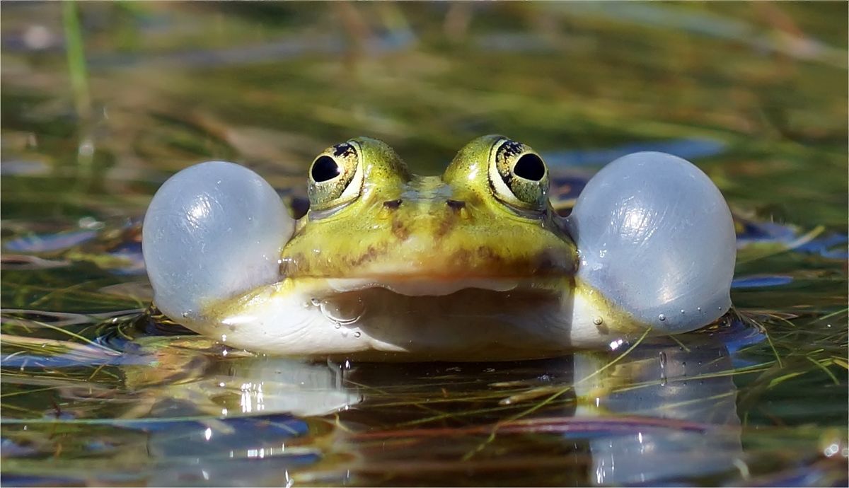 Mächtig viel Lärm machte er in dem kleinen Teich! 