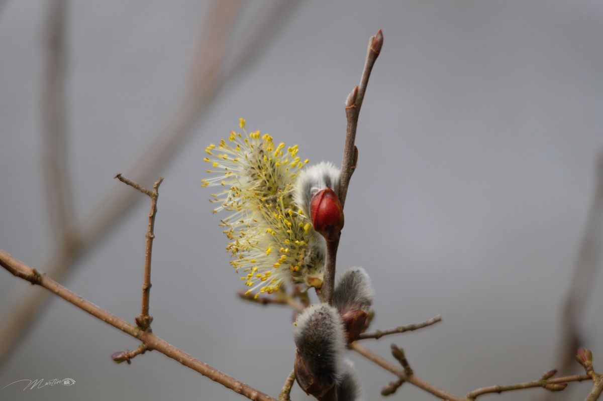 Van knop naar in bloei in èèn foto..