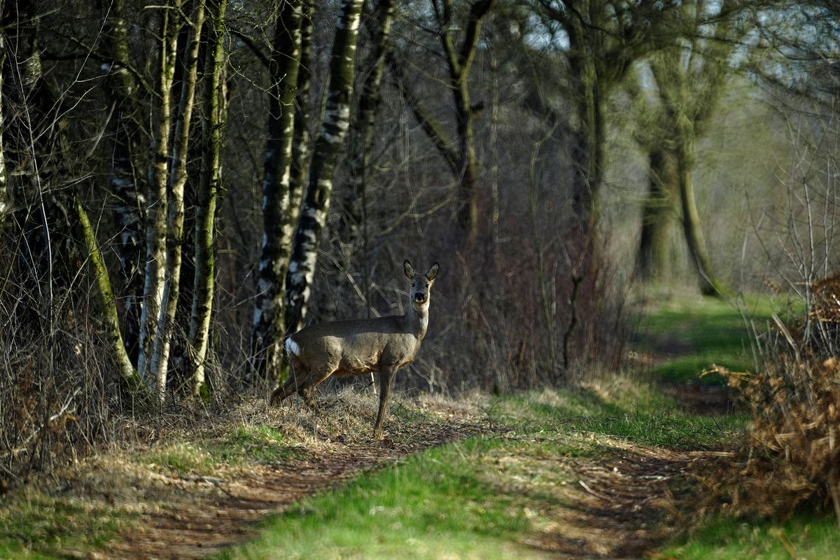 Der Wissenschaftlicher Name lautet: Capreolus capreolus