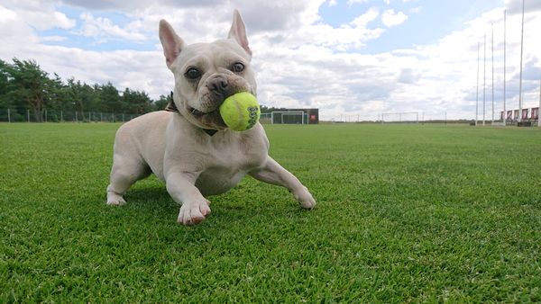 Frenchie playing on the soccerfield.JPG Frenchie playing on the soccerfield.JPG