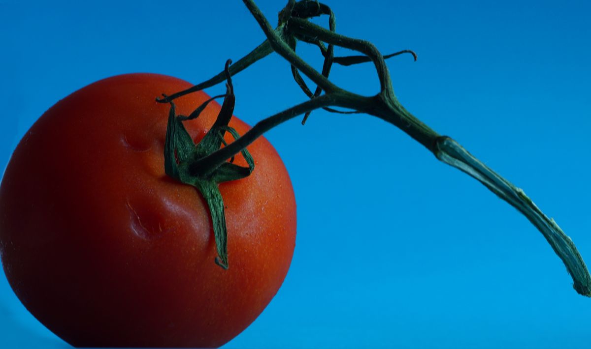 Tomate im Blauen