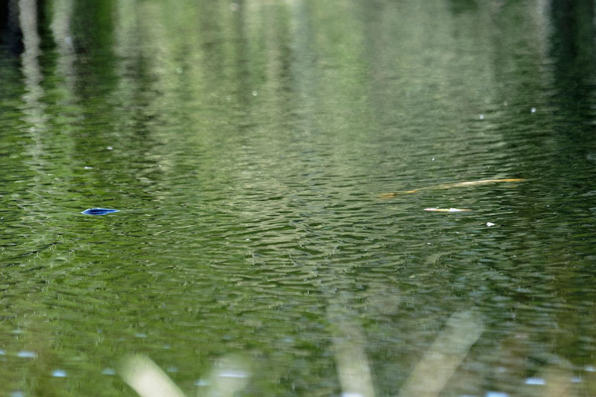 Das schwarzblaue Nessie, zusammen mit dem Camouflage / orangefarbenem Nessie, von Huilmanns Mörken.