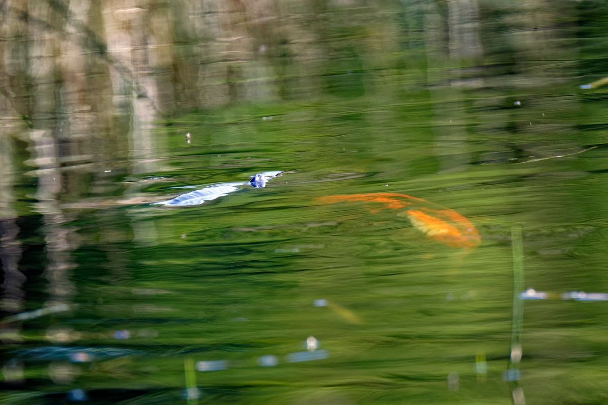 Das Camouflage / orangefarbenem Nessie, zusammen mit dem schwarzblauen Nessie