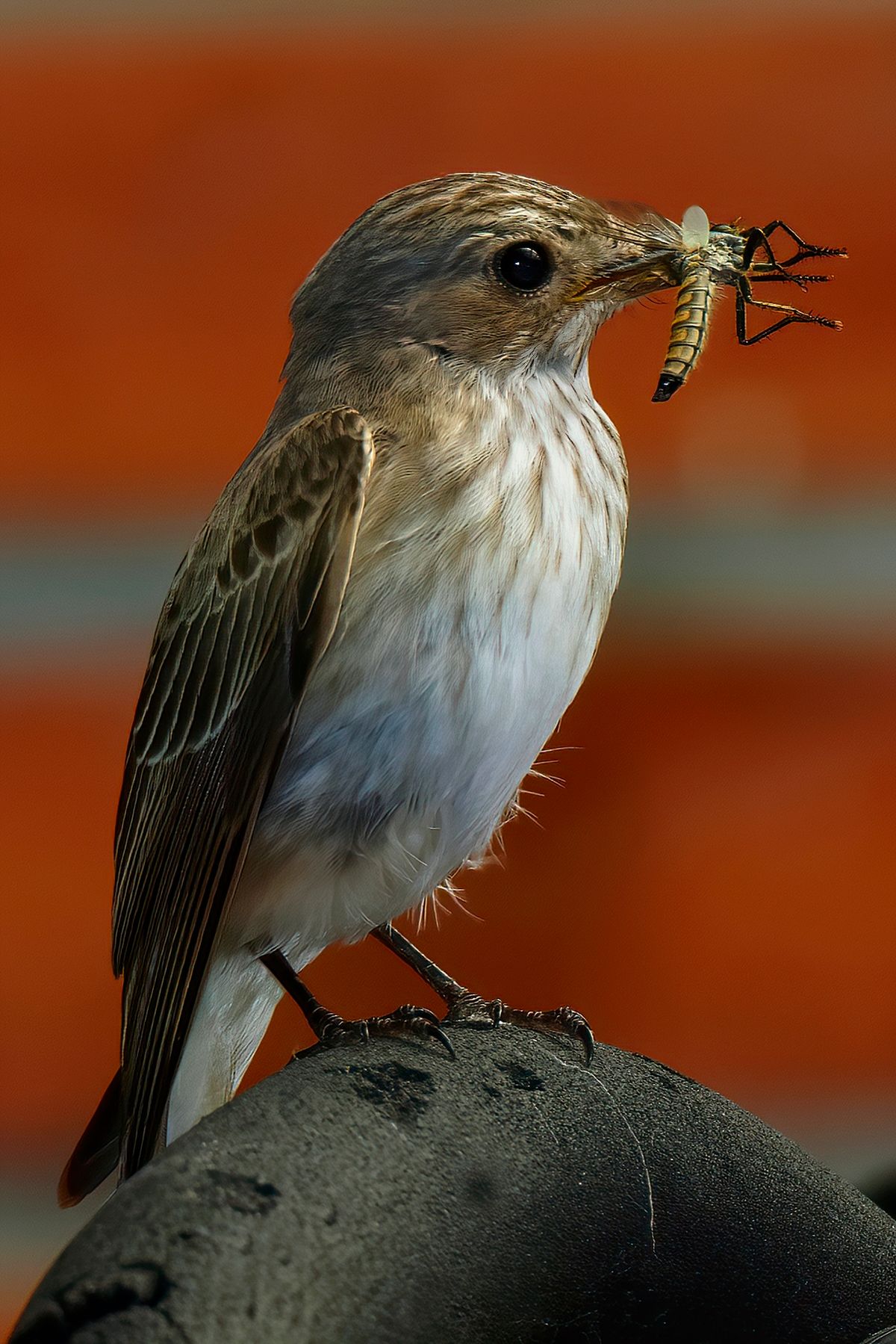 Ein Grauschnäpper, hat eine Libelle als Nahrung für ihre Nachkommen gefangen. Das Bild wurde in APS-C Modus mit einer Alpha α99II und angesetzten Tamron SP 150-600mm bei 600mm aufgenommen. Entspricht eine Äquivalenten Brennweite von 900mm. Weitere Exif-Daten : Belichtungsprogramm: M, ISO: 250, Verschlusszeit: 1/320 Sek. und die Blende war 8