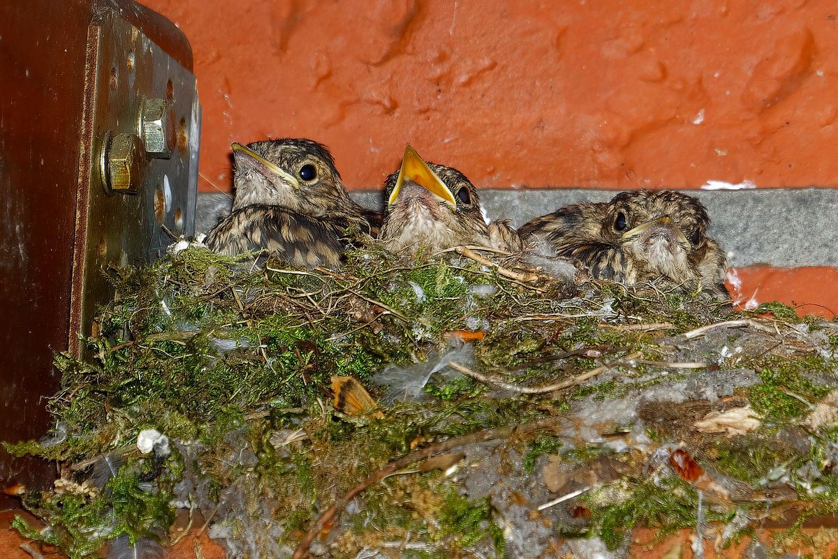 Die drei Nachkommen des Grauschnäppers, die bei uns auf der Terrasse groß geworden sind.