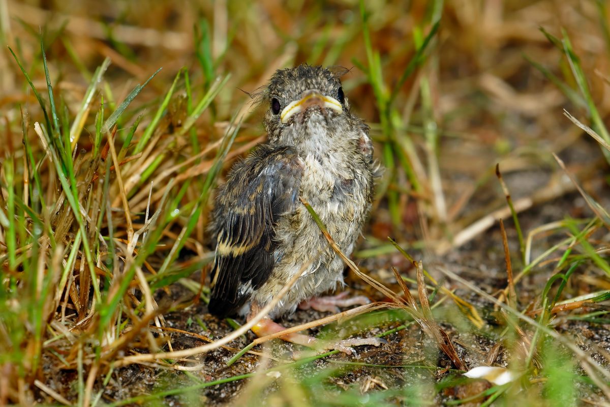 Mach Wissenschaftlichen Maßstab passt die Bezeichnung Nestflüchter nicht ganz. Da dieses Vogelküken nicht nach dem Schlüpfen die Welt erkundet hat.