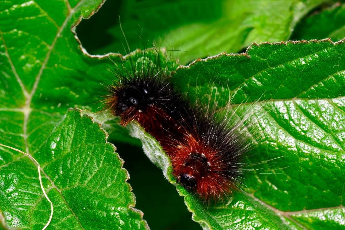 Die Raupe des Braune Bär (Arctia caja). Der Braune Bär ist ein Schmetterling / Nachtfalter.