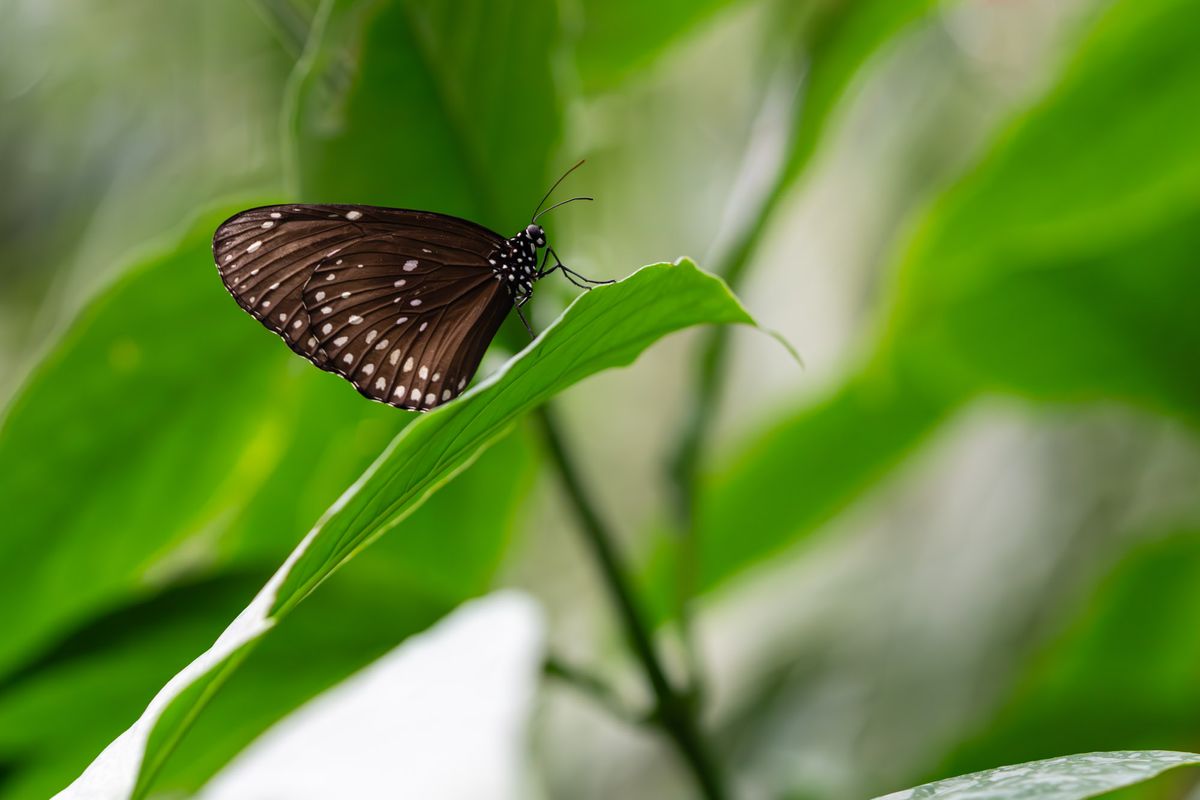 Euploea mulciber