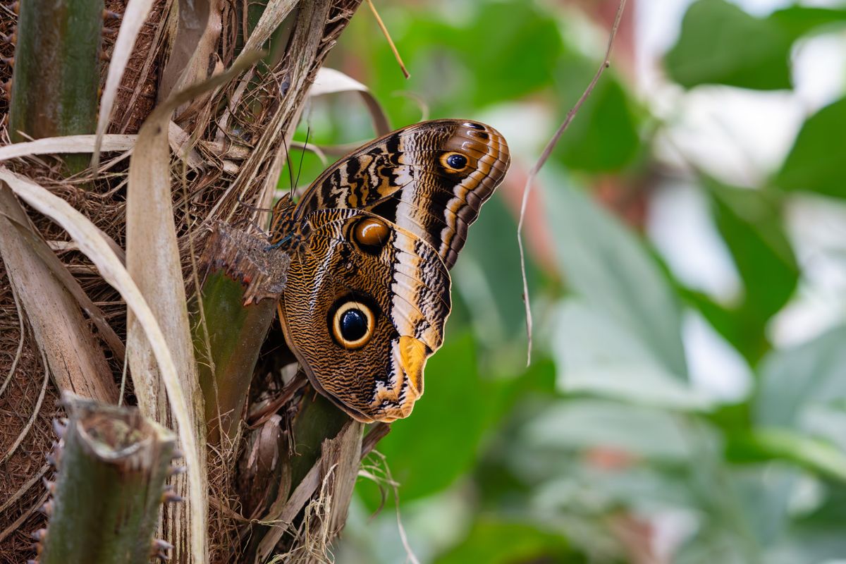 Caligo eurilochus