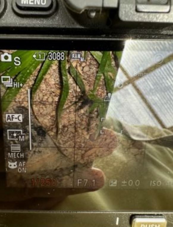 sony-a7rv-display.JPG