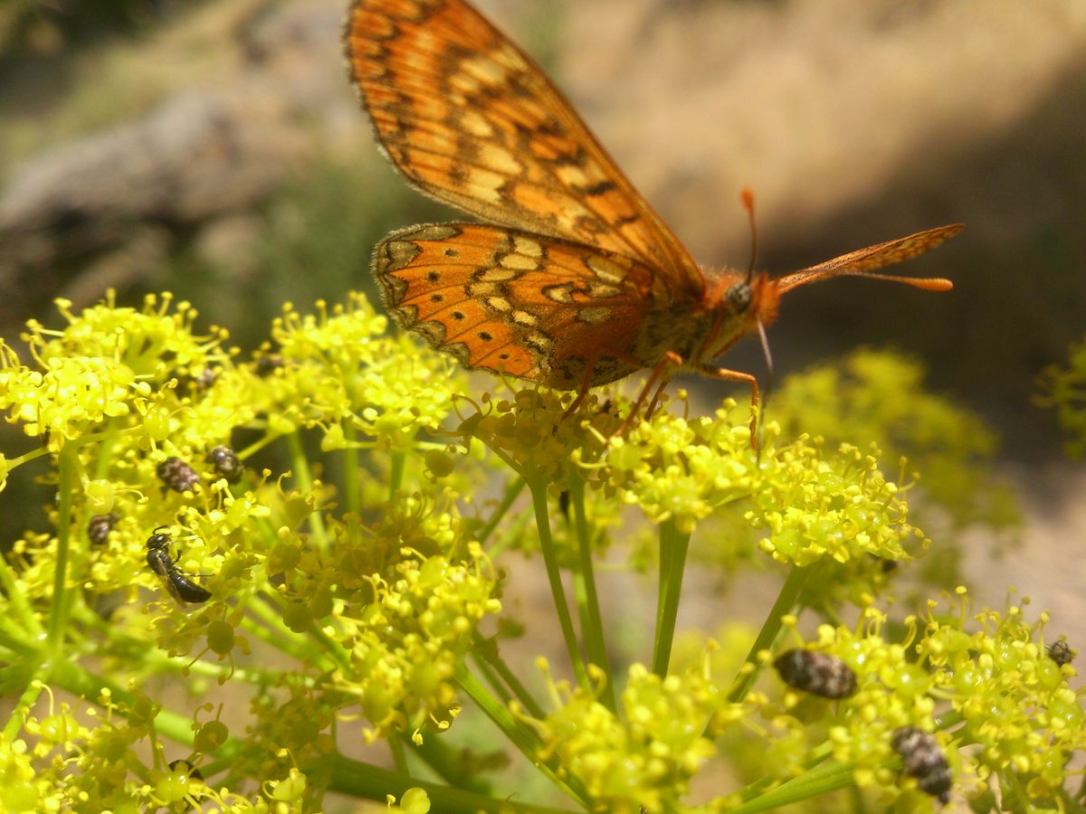 El esplendor de la naturaleza con un Xperia s